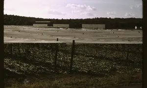 White cheesecloth shade structures over tobacco fields, with cut stalks on the ground.