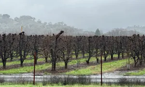 A dormant vineyard in Ukiah, Mendocino County, under winter rain. January 2024.