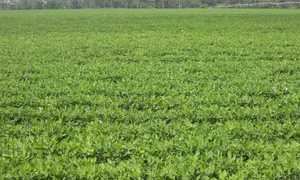 A peanut field near Pelham, Mitchell County, Georgia.