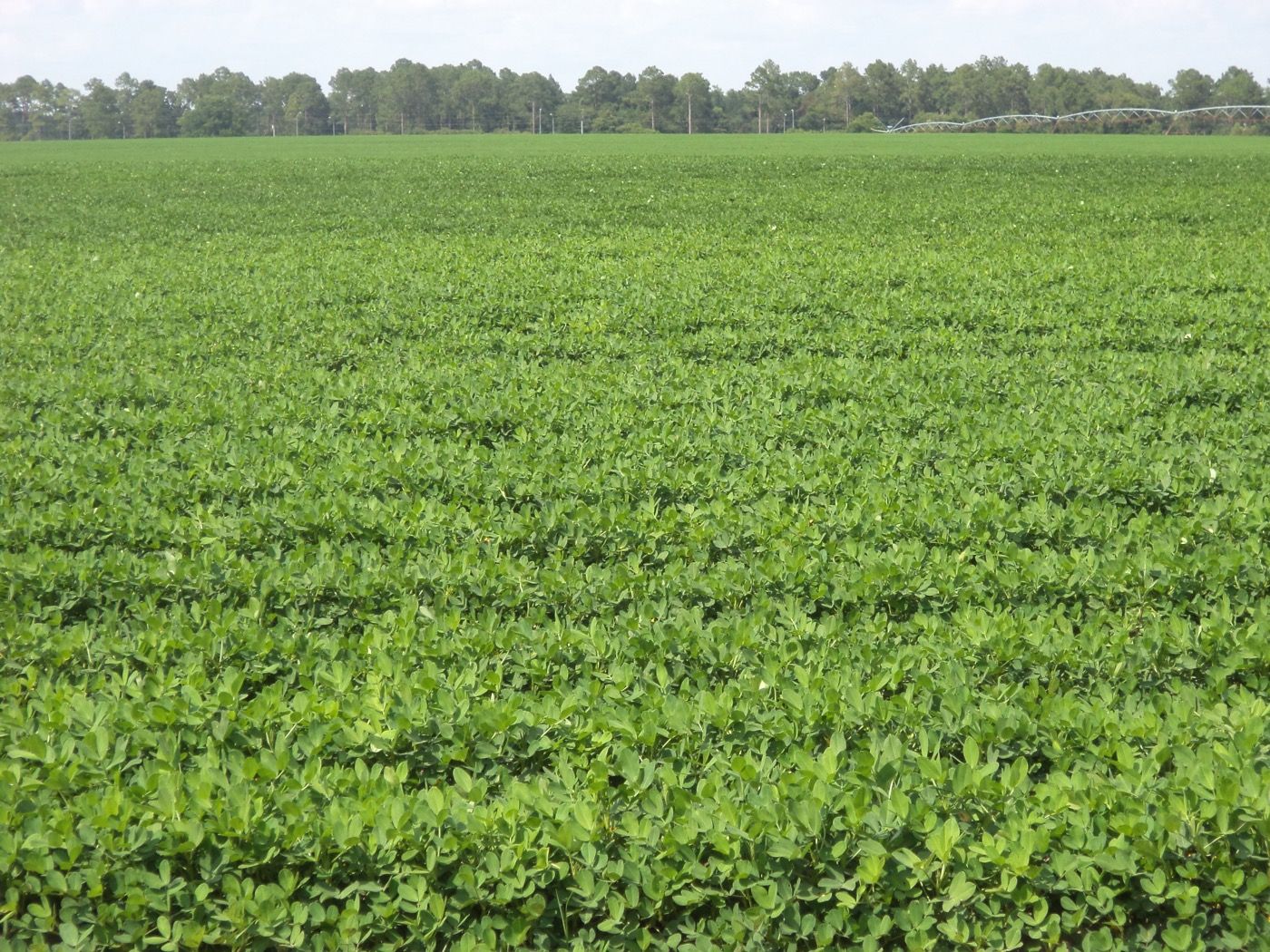 A peanut field near Pelham, Mitchell County, Georgia.