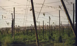 Hop field near Moxee in the Yakima Valley, Washington. Rows of hop trellises stretch toward the horizon under a clear sky.